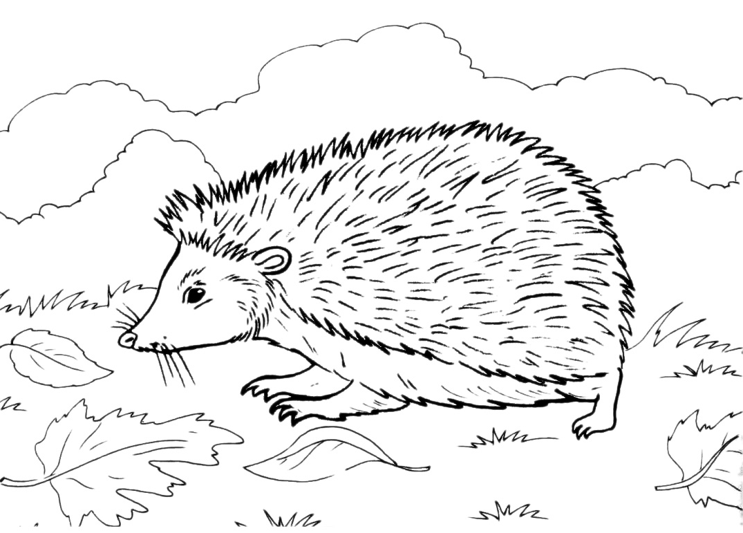 Animals - The hedgehog walking in the leaves
