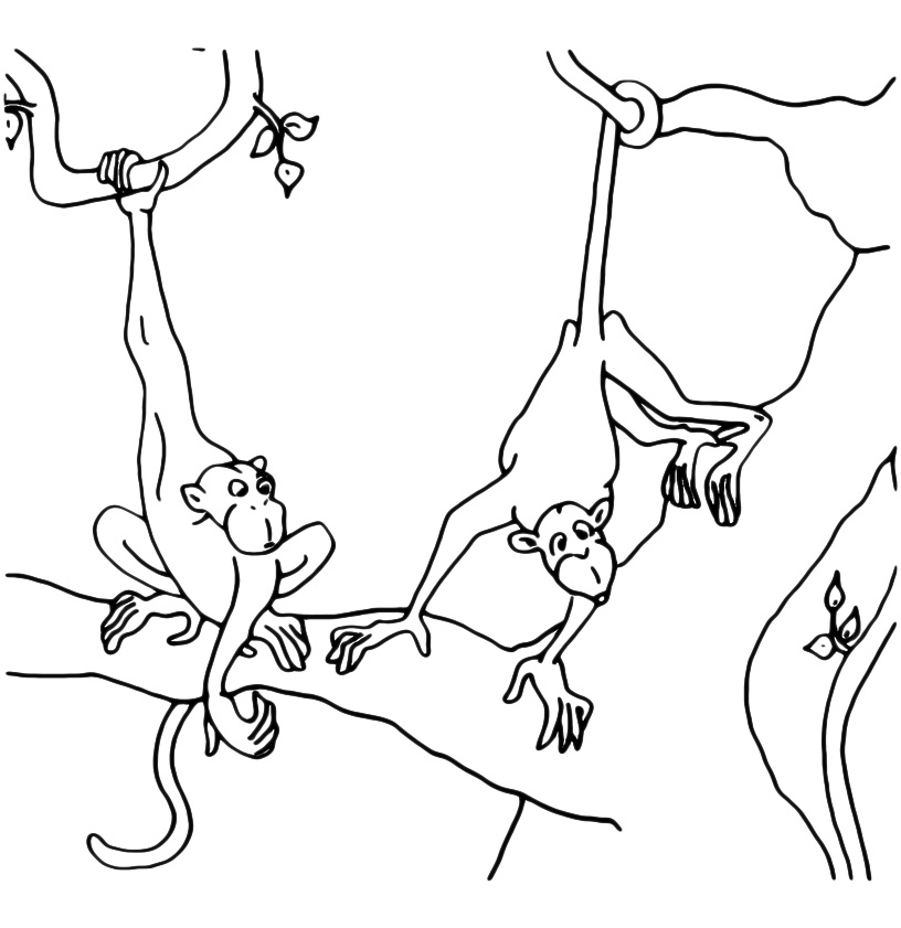 Animals coloring page - The monkeys playing on a tree. 