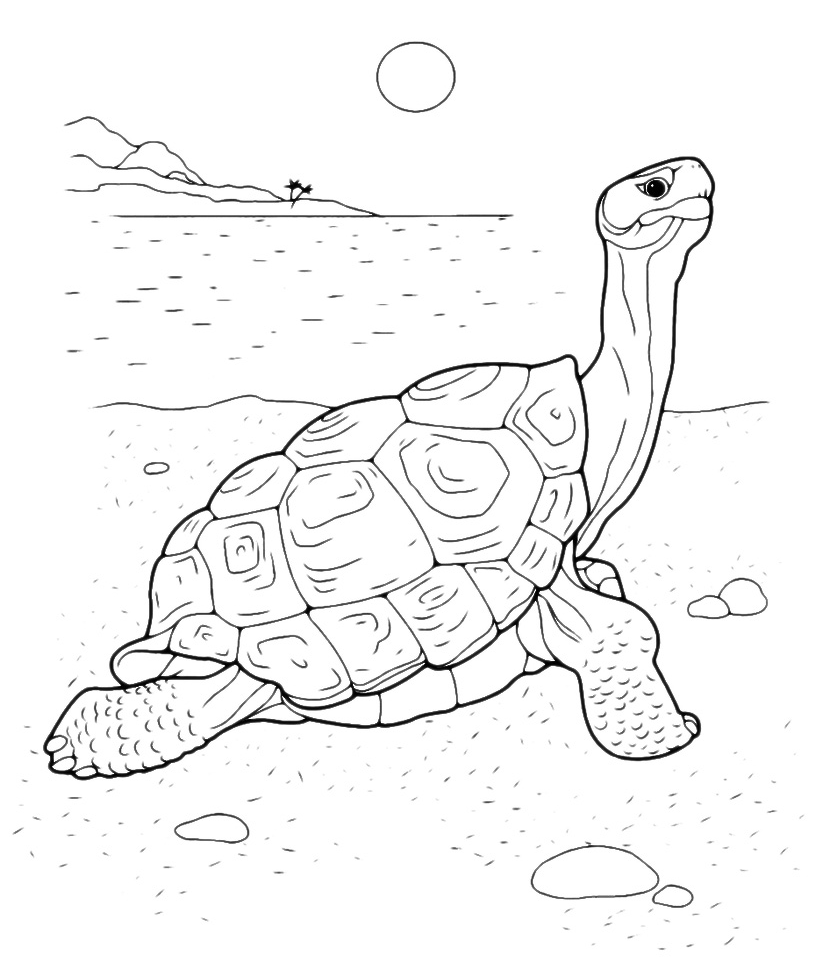 Animals - The turtle stretches her neck