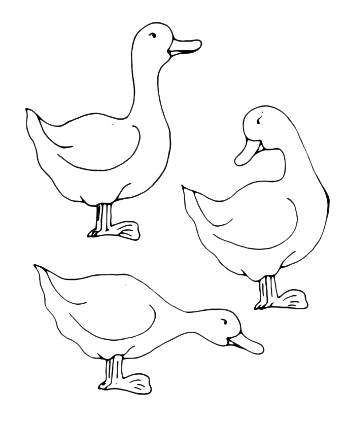 Animals - Three ducks eat in the farmyard