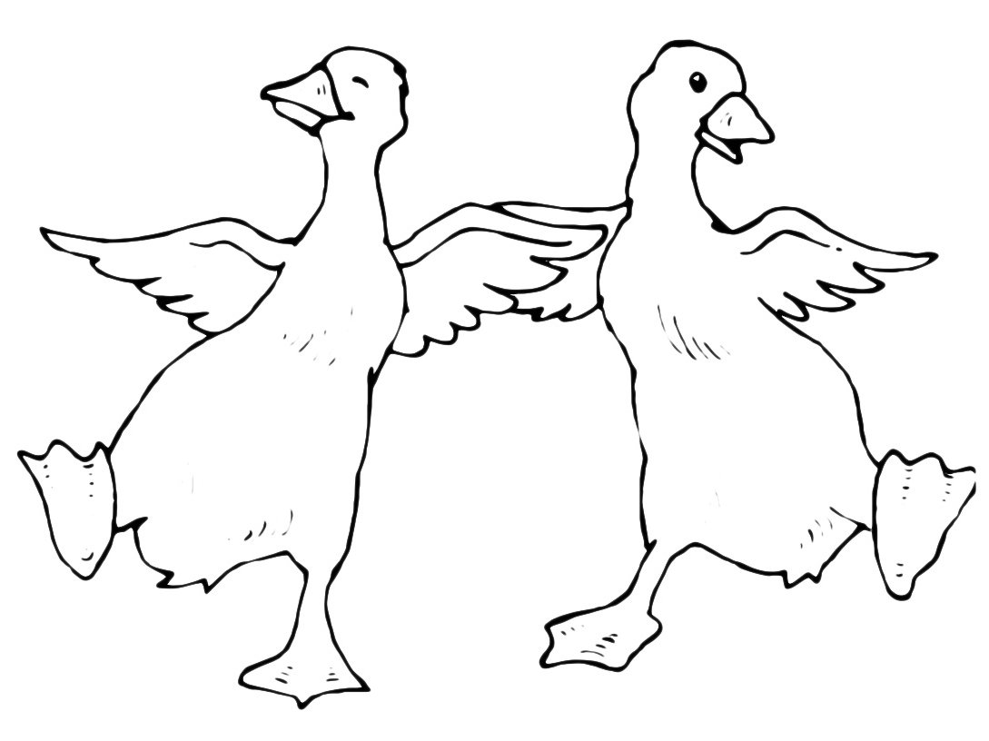 Animals - Two ducks are dancing