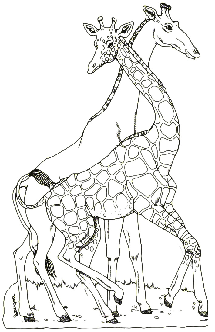 Animals - Two giraffes dance