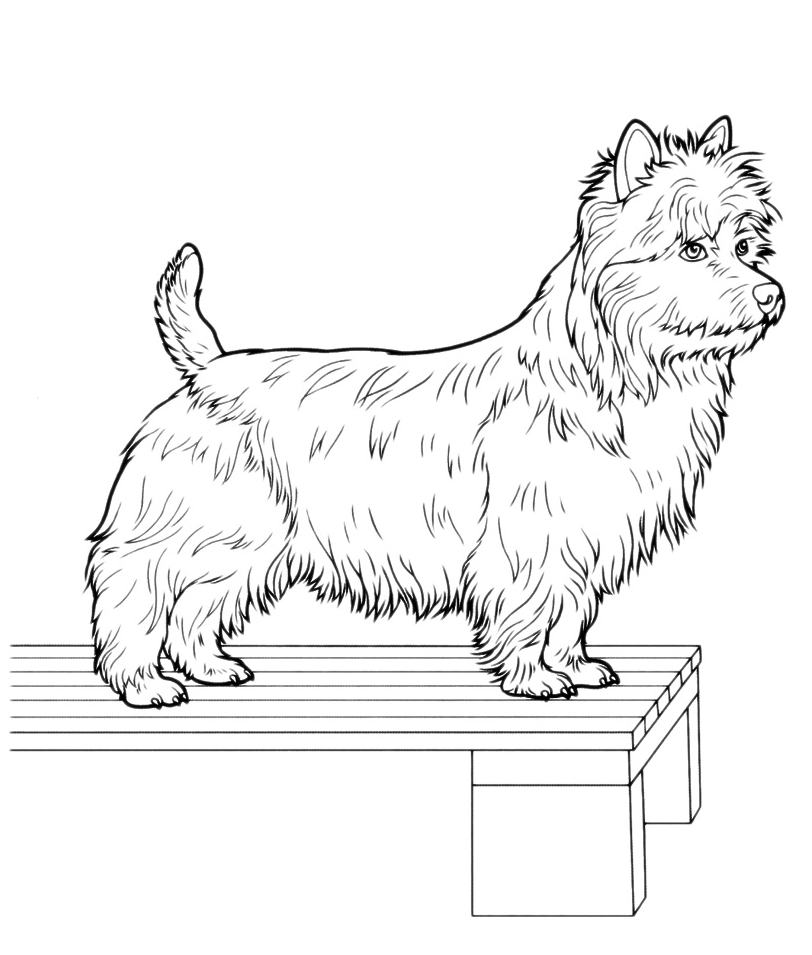 Animals - West Highland White Terrier on a table