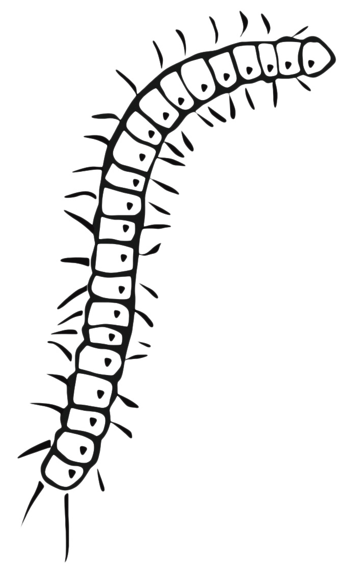 millipede coloring pages