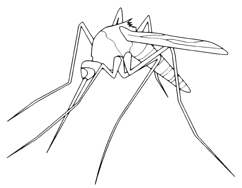 Insects - A mosquito with a big sting