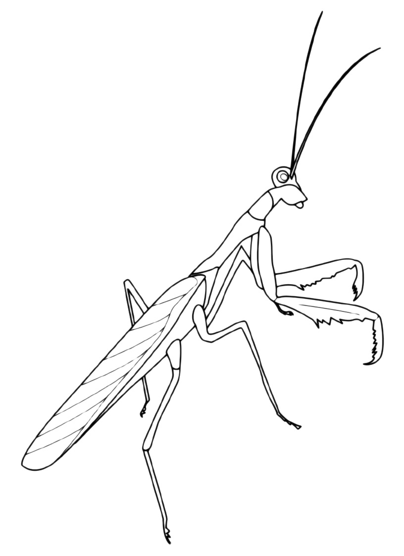 Insects - A praying mantis can catch other insects with its strong front legs