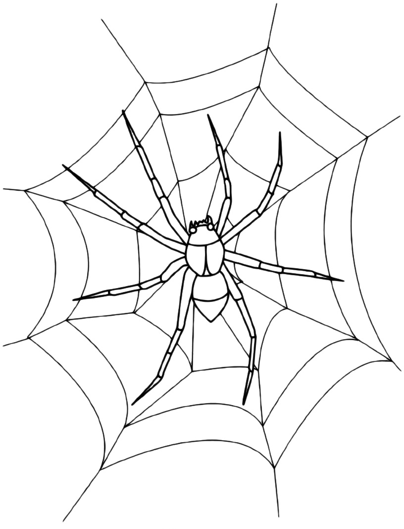 Insects - A spider on the spider web
