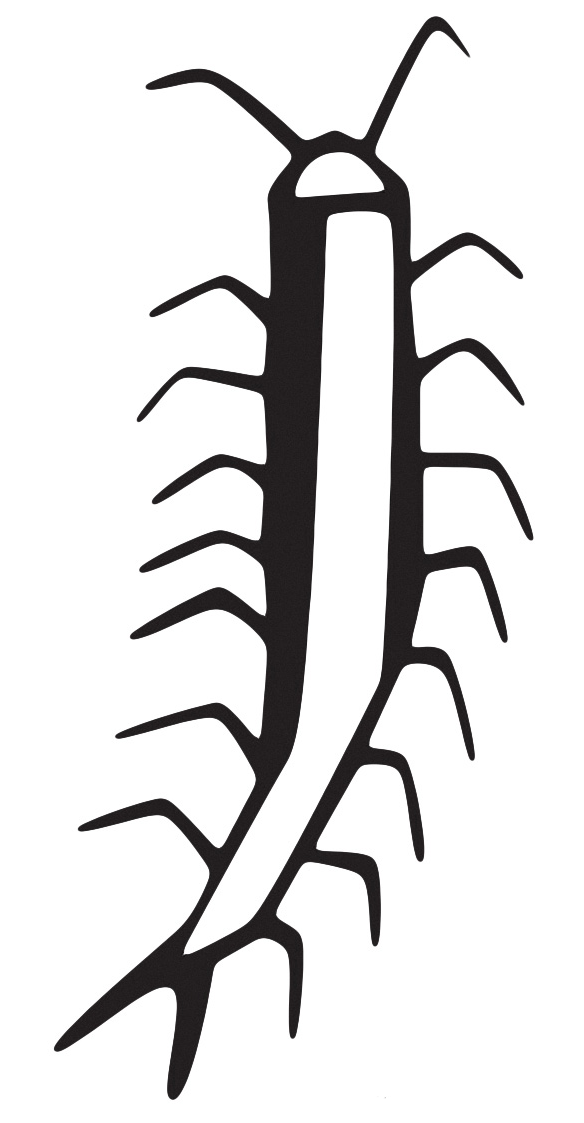 Insects - A stylized millipede