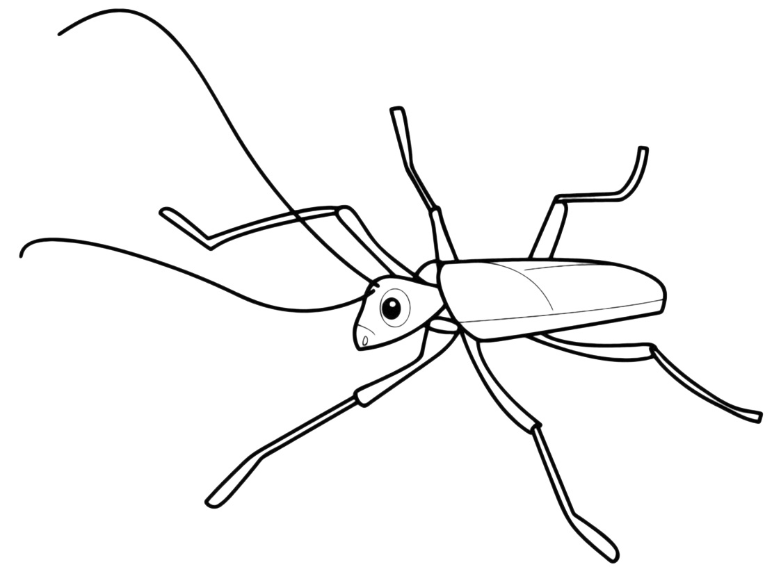 Insects - An insect with long antennae