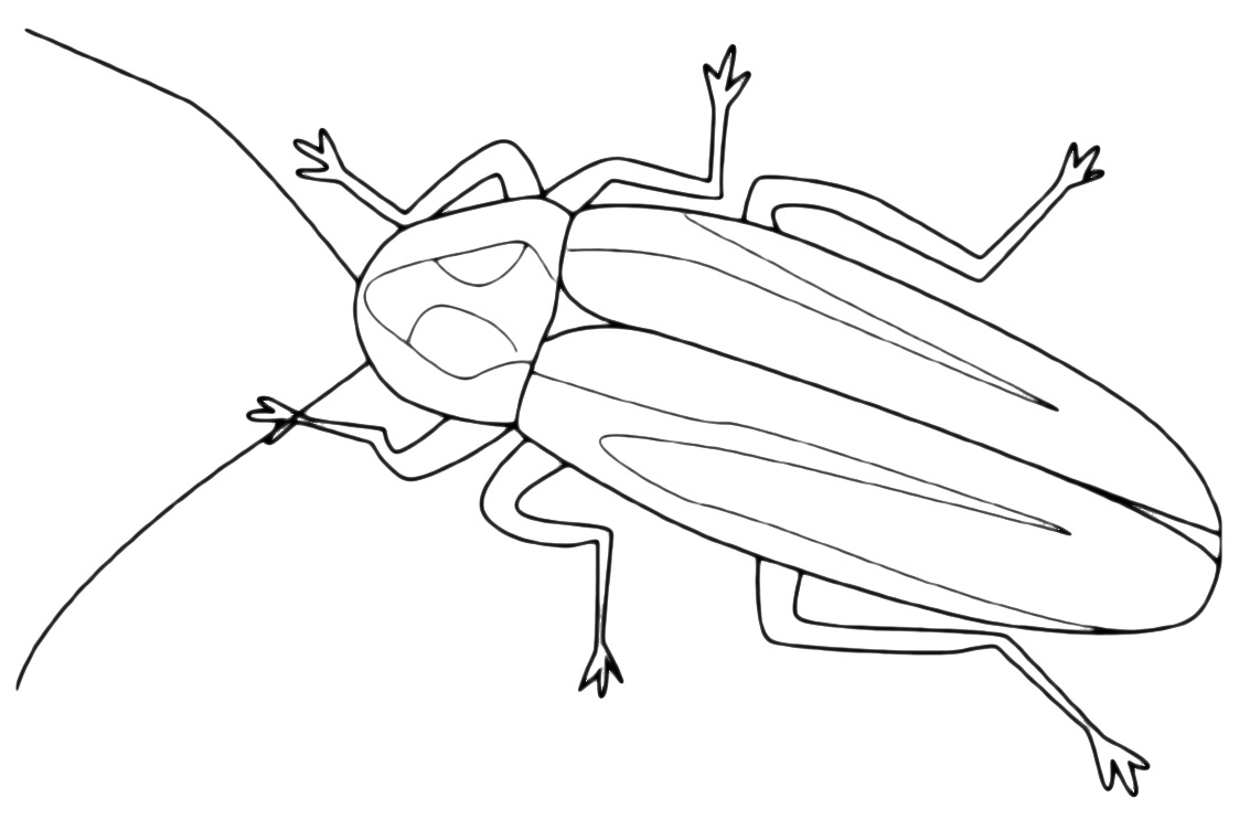 Insects - An insect with long antennas
