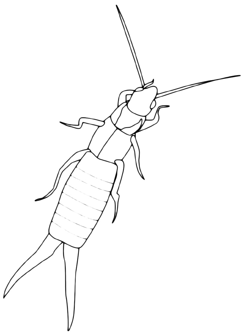 Insects - Earwigs with characteristic pair of forceps-like pincers