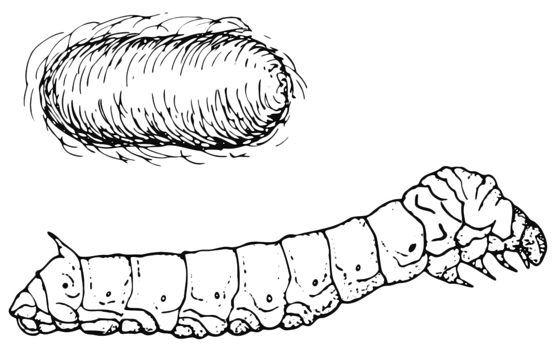 Insects - The caterpillar with its cocoon