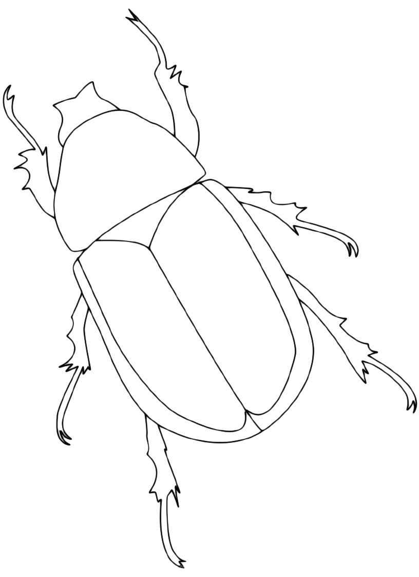 Insects - The classic beetle