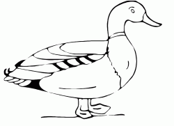 A beautiful duck