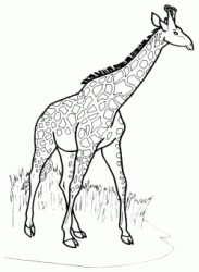 A big giraffe