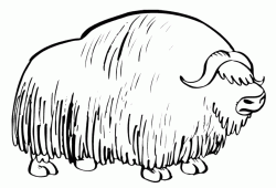 A big sheep