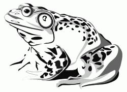 A big toad