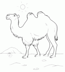 A camel walking in the desert