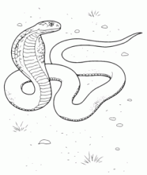 A Cobra ready to attack