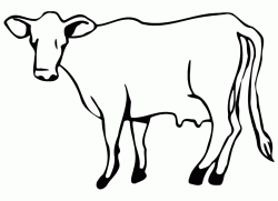 A dairy cow