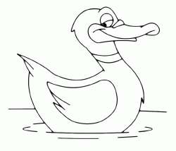 A duck swims in the pond