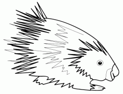 A funny porcupine