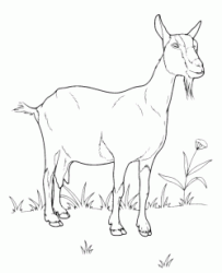 A goat grazing