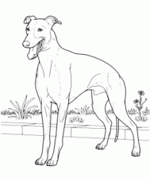 Greyhound breed