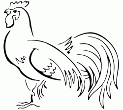 A handsome rooster