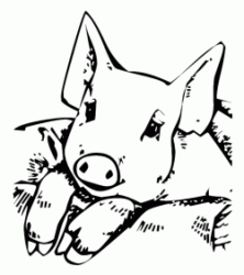 A little pig