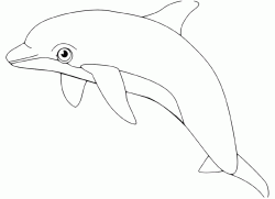 A nice dolphin