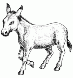 A nice donkey