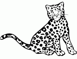A nice leopard