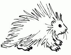 A nice porcupine