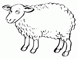 A nice sheep