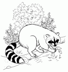 A raccoon is washed on the shore of a creek