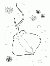 A ray on the seabed