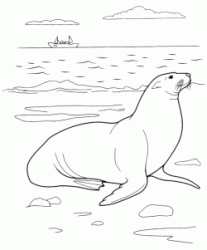 A seal on the beach