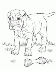 A Shar Pei looks its bone