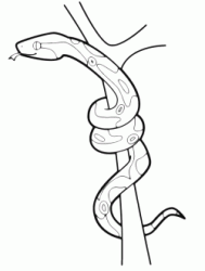 A snake climbs a branch