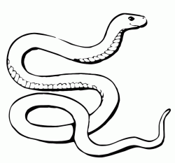 A snake very long