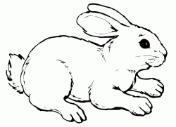 A sweet rabbit