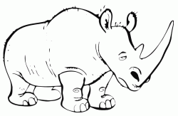 A tired-looking rhinoceros