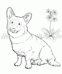 A Welsh Corgi Pembroke breed