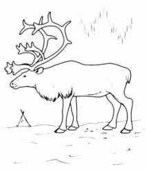 An elk with its big horns