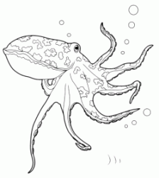 An octopus walking on the seabed