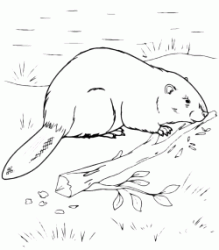 Beaver gnaws a branch near the river