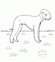 Bedlington Terrier breed