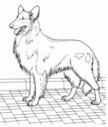 Collie breed