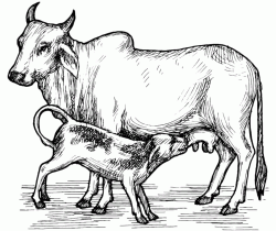 Cow suckling a calf